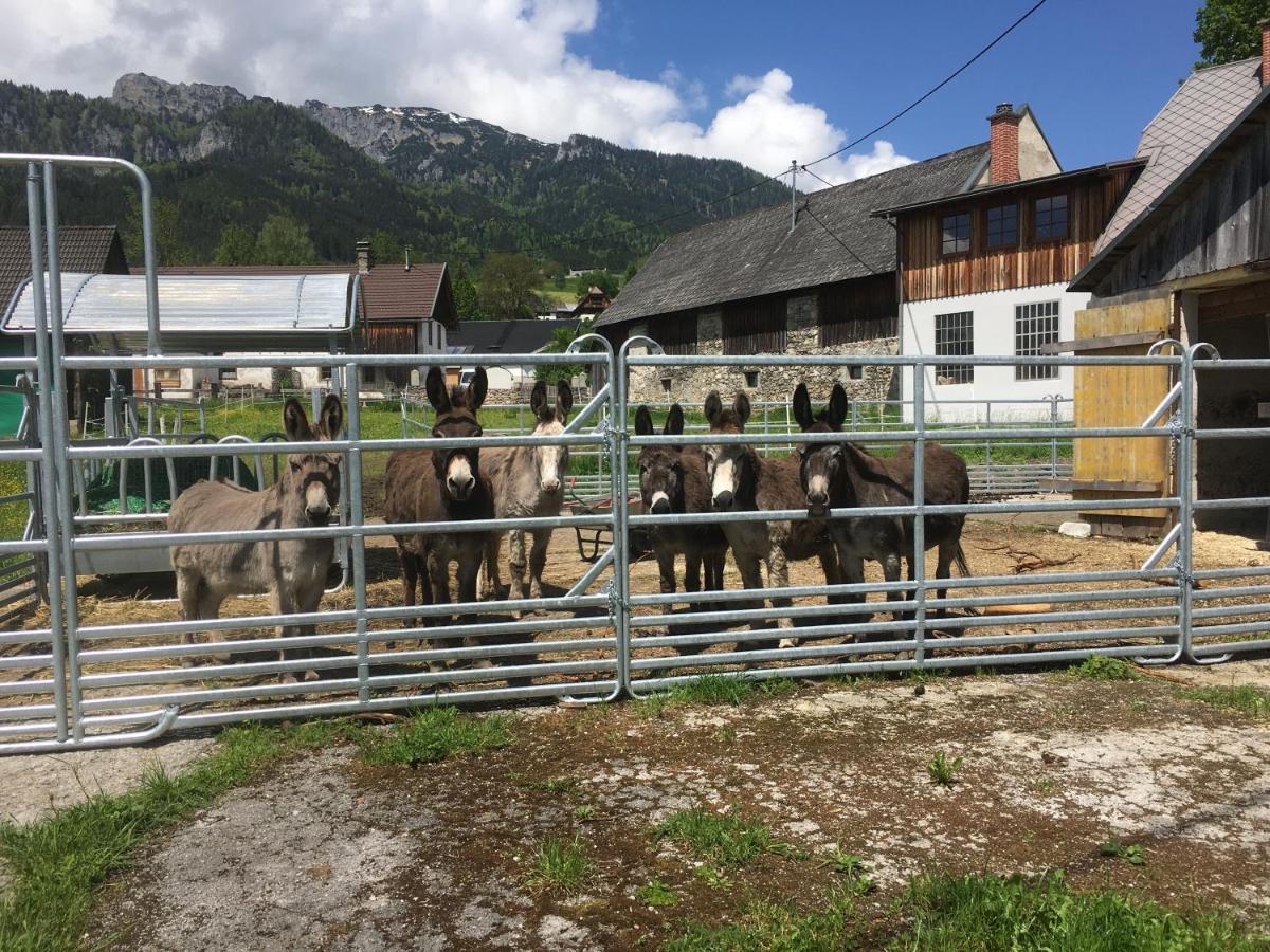 Bed and Breakfast Wengerwirt Zur Laube Weng im Gesause Екстер'єр фото